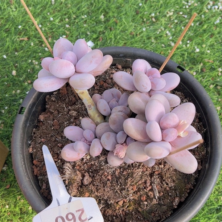 健健康康平平安安