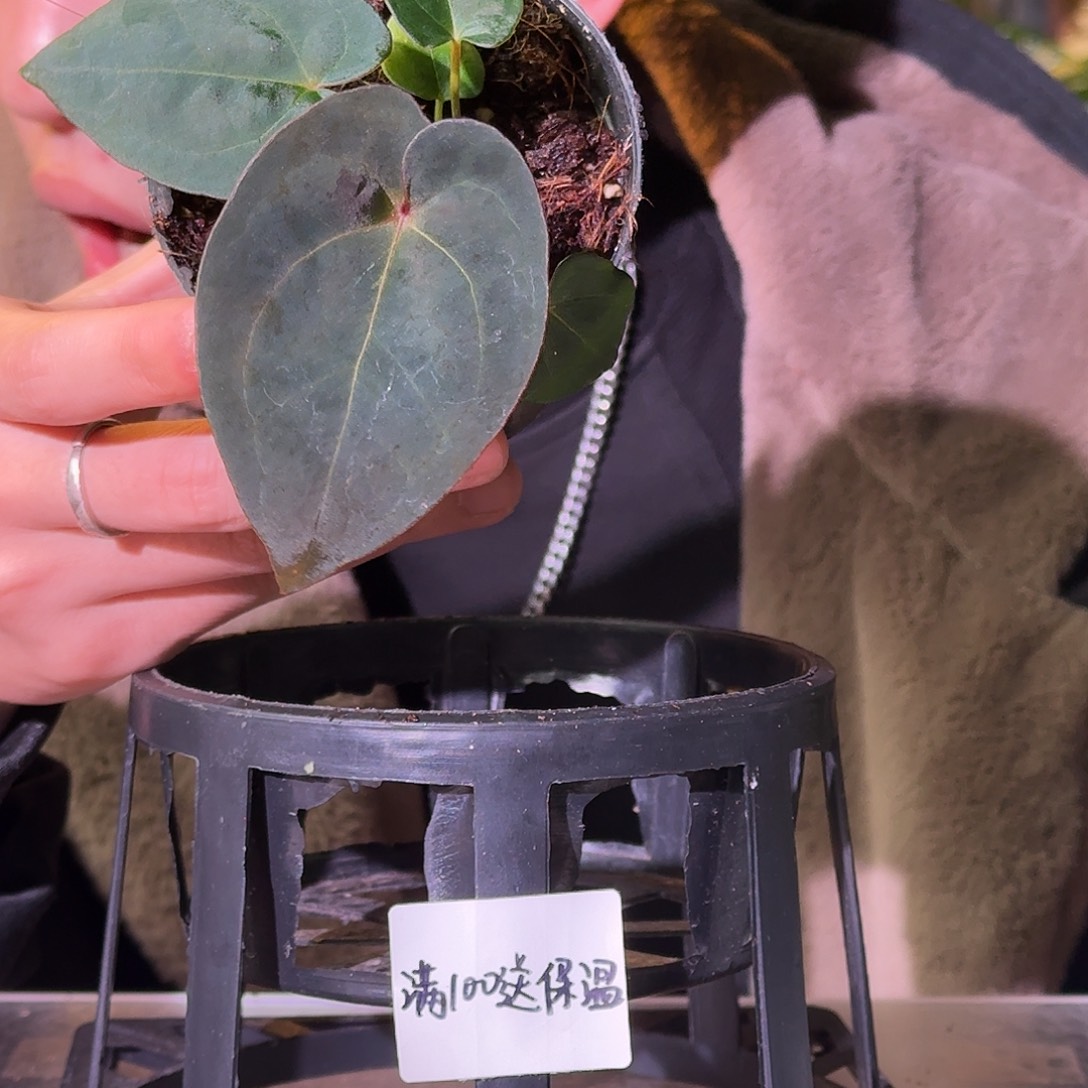 不开花植物G698黑桃杂霍夫曼