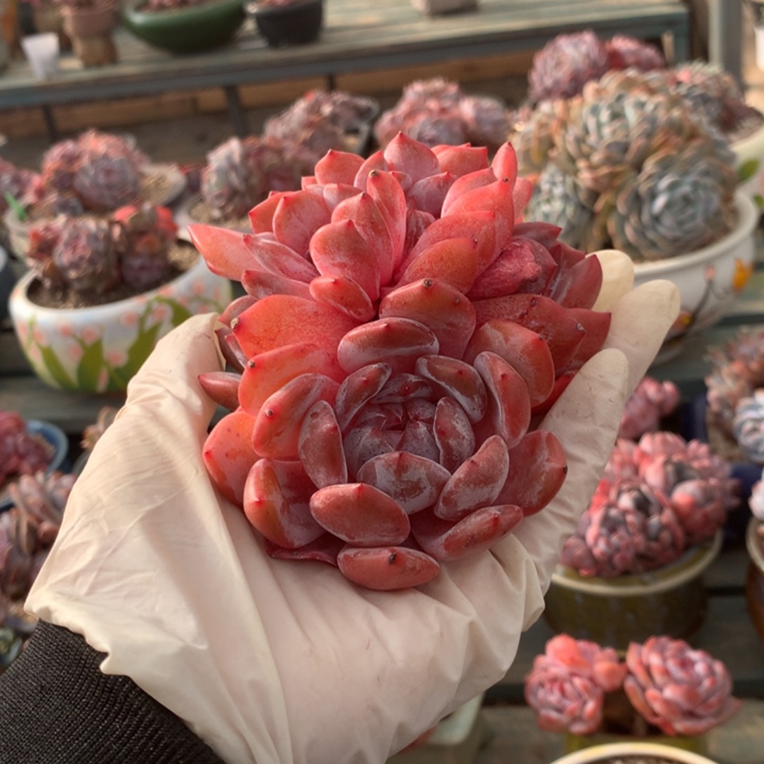 无花朵朵朵缀花花花花花花花