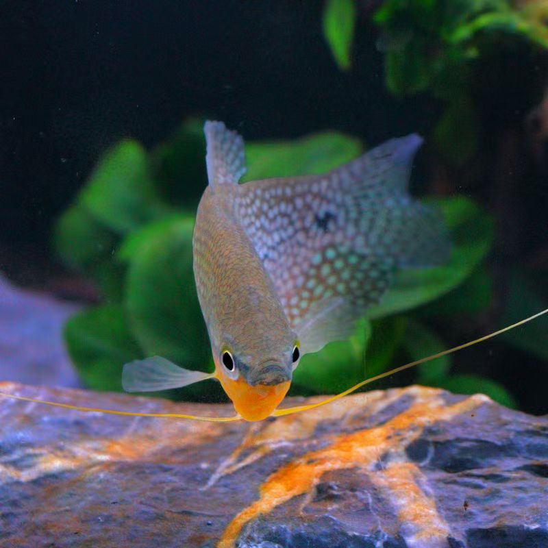 热带淡水鱼珍珠马甲好养耐活丝足鱼不用打氧草缸裸缸鱼
