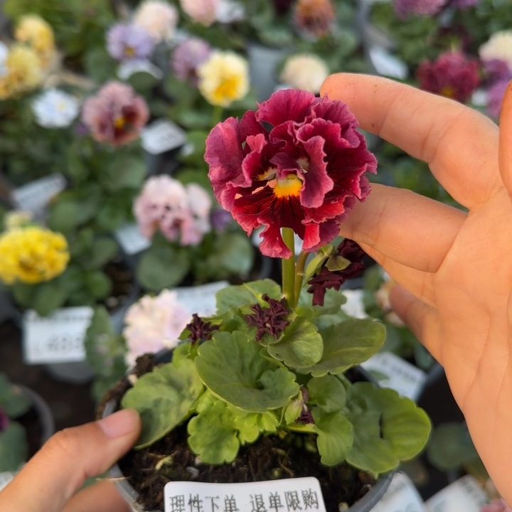 无花朵L509小苗默认苗晃零下5勿拍