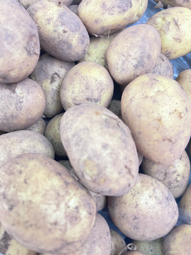 罗坎本地黄心米拉洋芋