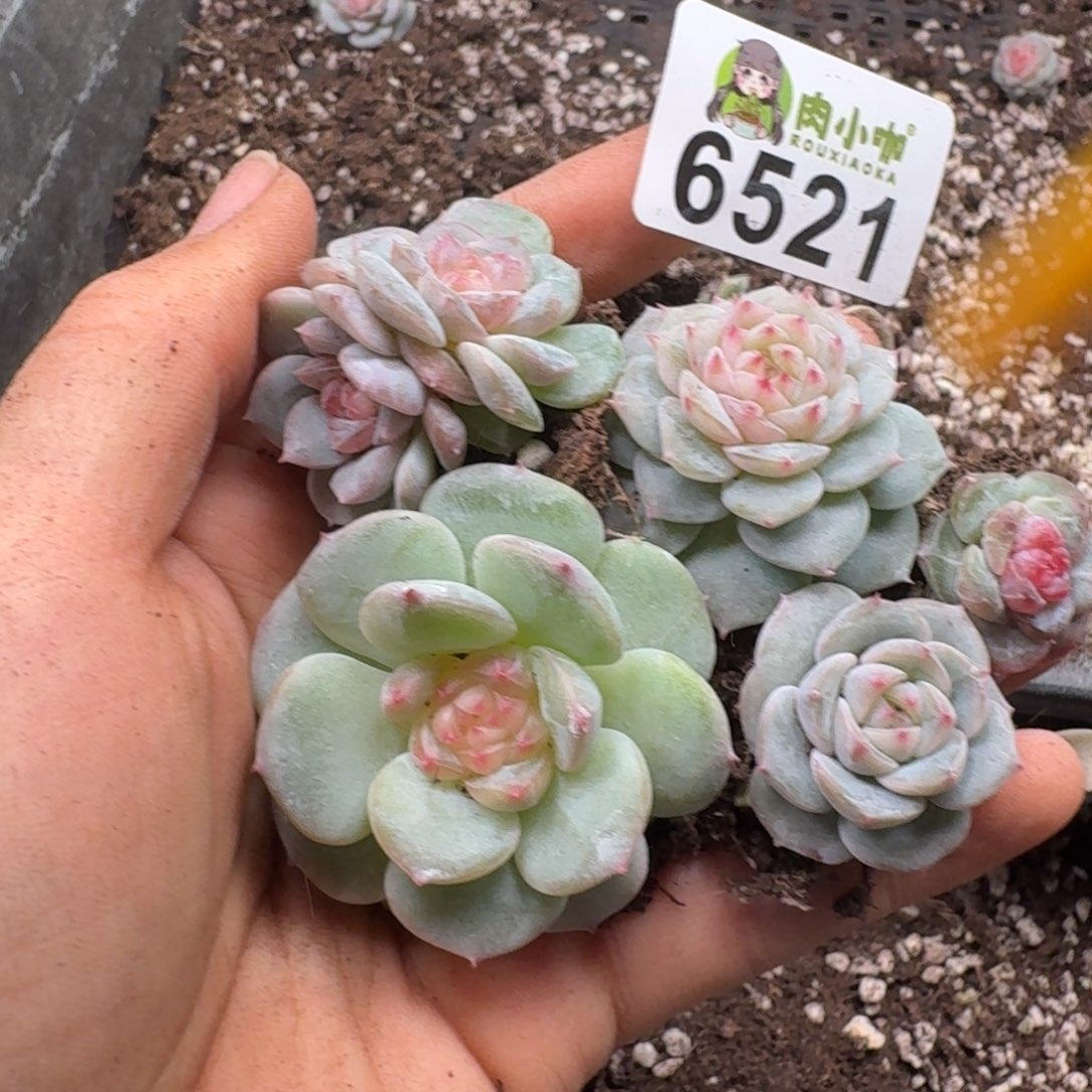 多肉植物多肉植物