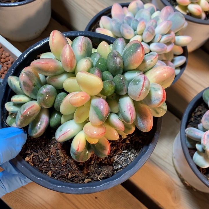 乒乓福娘锦多肉植物