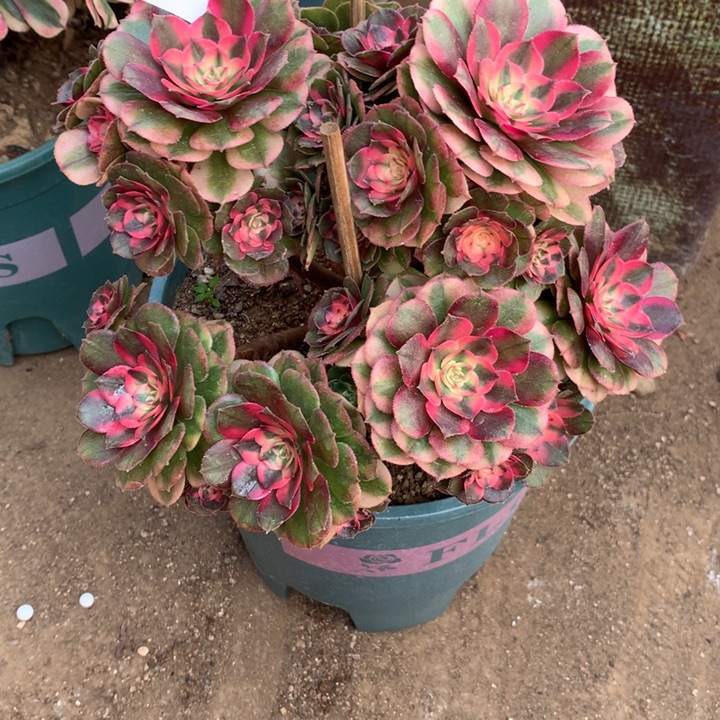 935荔枝多肉植物特价