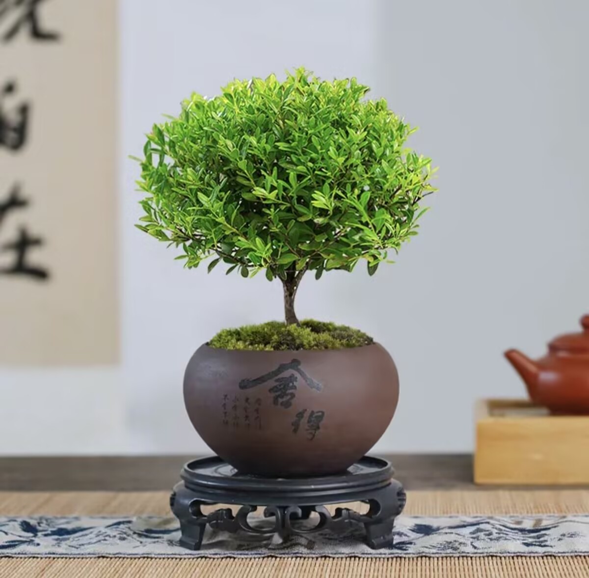 【小叶赤楠】老桩盆景常绿好养易活植物净化空气办公室桌面小盆景
