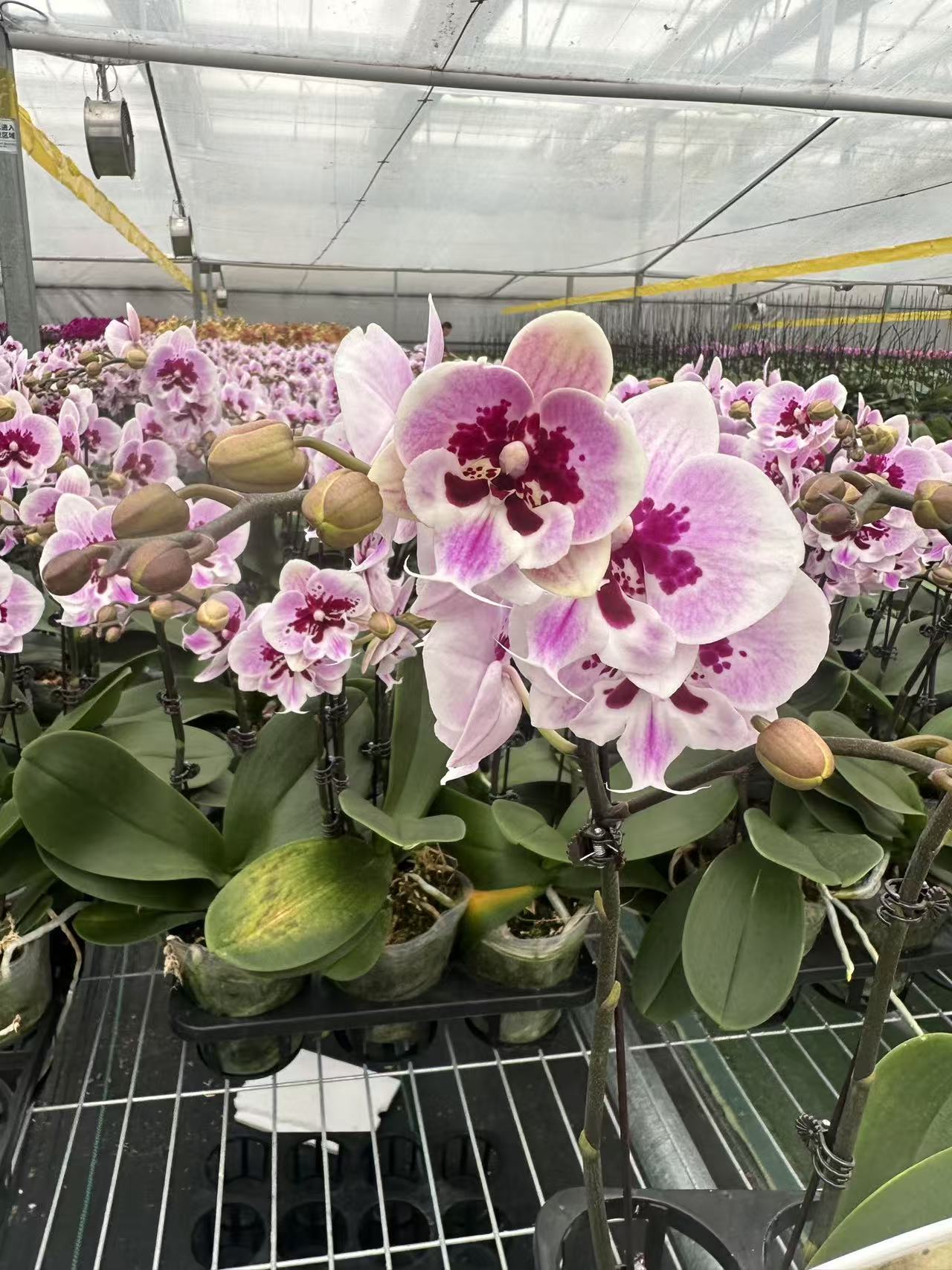 雪中情 盆栽蝴蝶兰 带花苞和花朵发货 基地直发