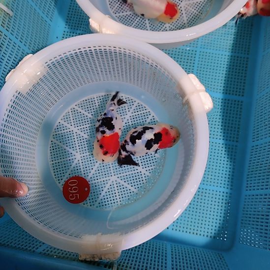 L***.金鱼095兰寿两只特价顺丰包邮