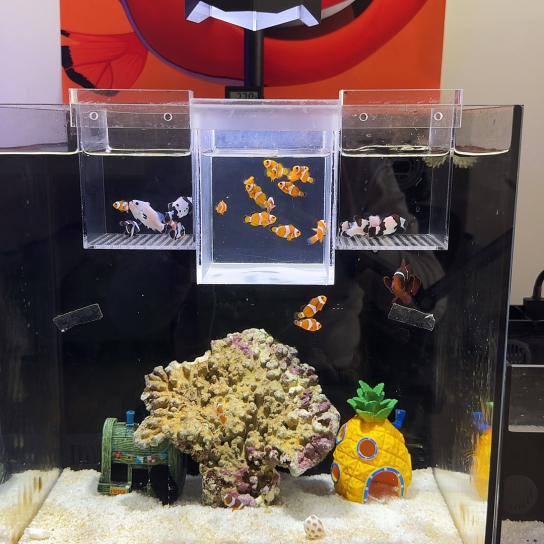 海水鱼雪印四厘米四条瑕疵