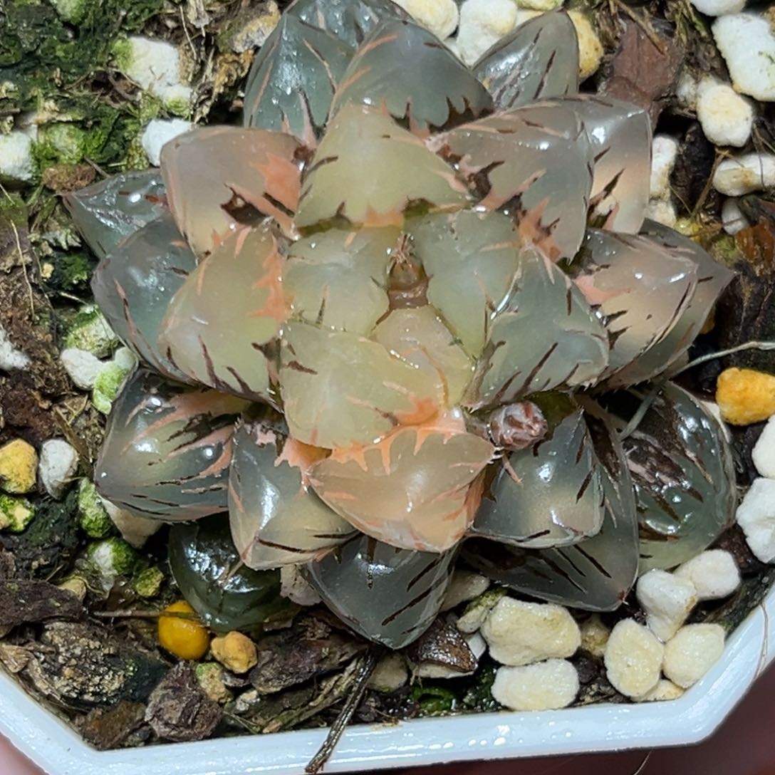 恭喜发财大吉大利564