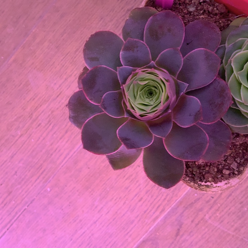 【闪购商品】yjj661紫色高山帕