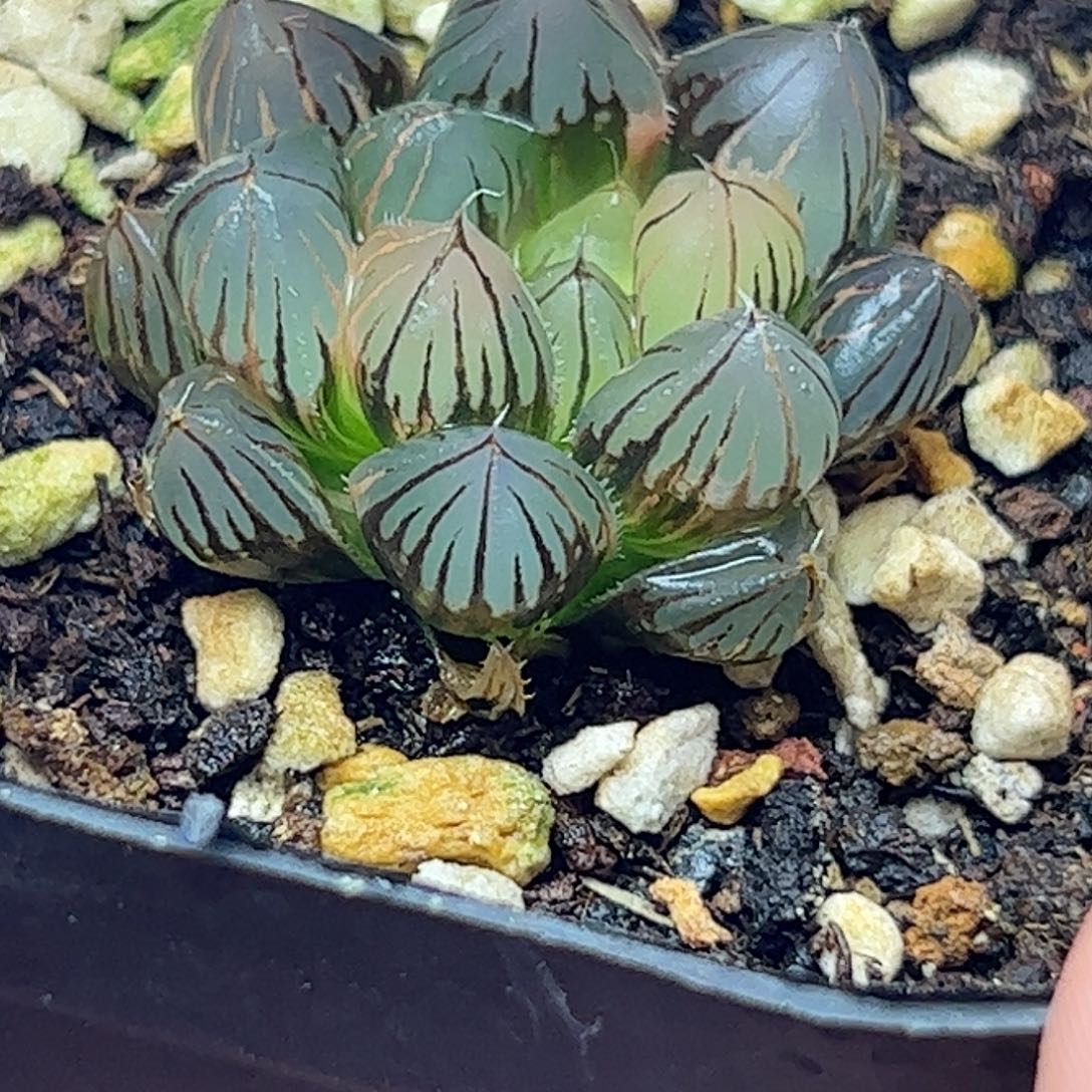 霓虹灯锦十二卷多肉植物