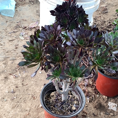 黑法师玫瑰玫瑰玫瑰