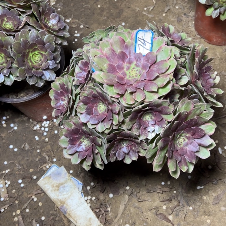 多肉植物缤分秋色法师74