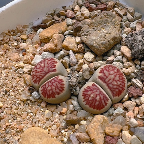 1675菊纹章菊花纹双头带盆土母本