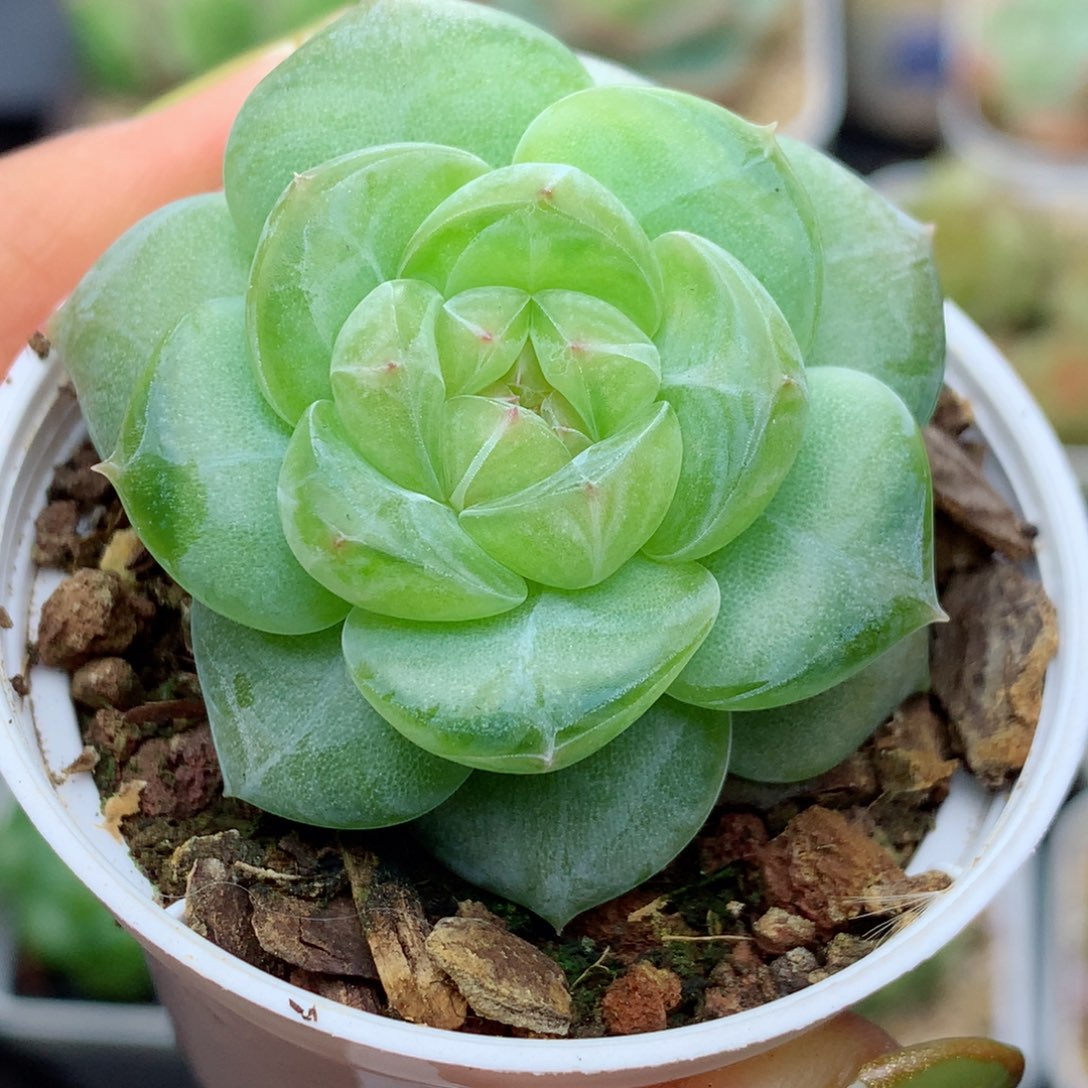 58包邮  群生不包整糖心27
