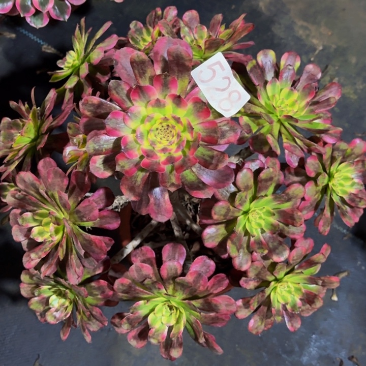 0000000000528维纳斯