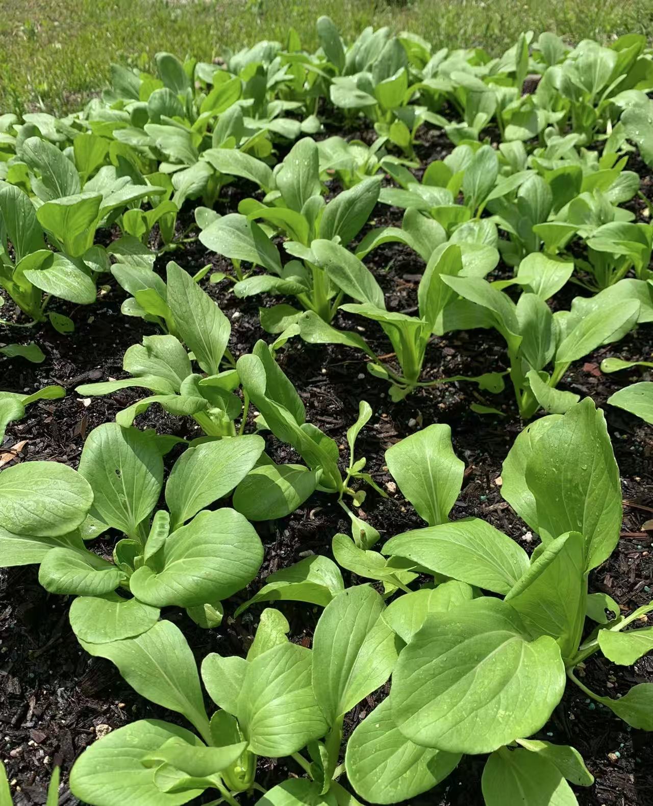 鸡毛菜+小油菜+乌塌菜自然生长绿色（各一斤共三斤）