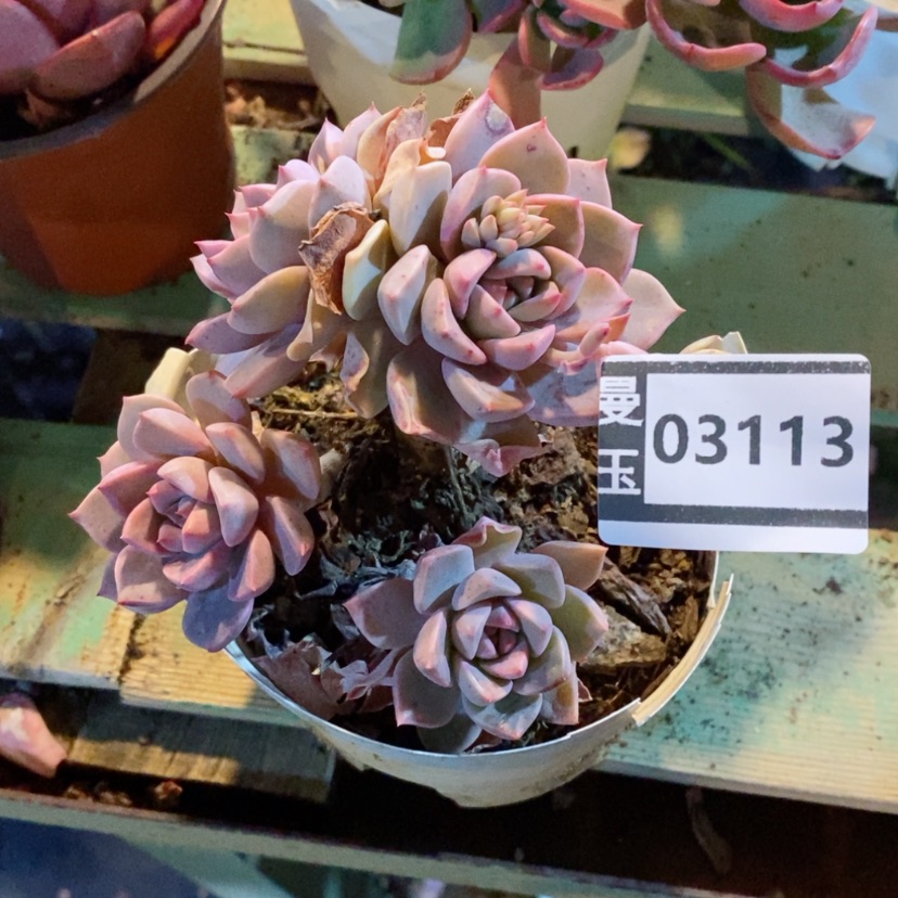 【闪购商品】红粉佳人03113