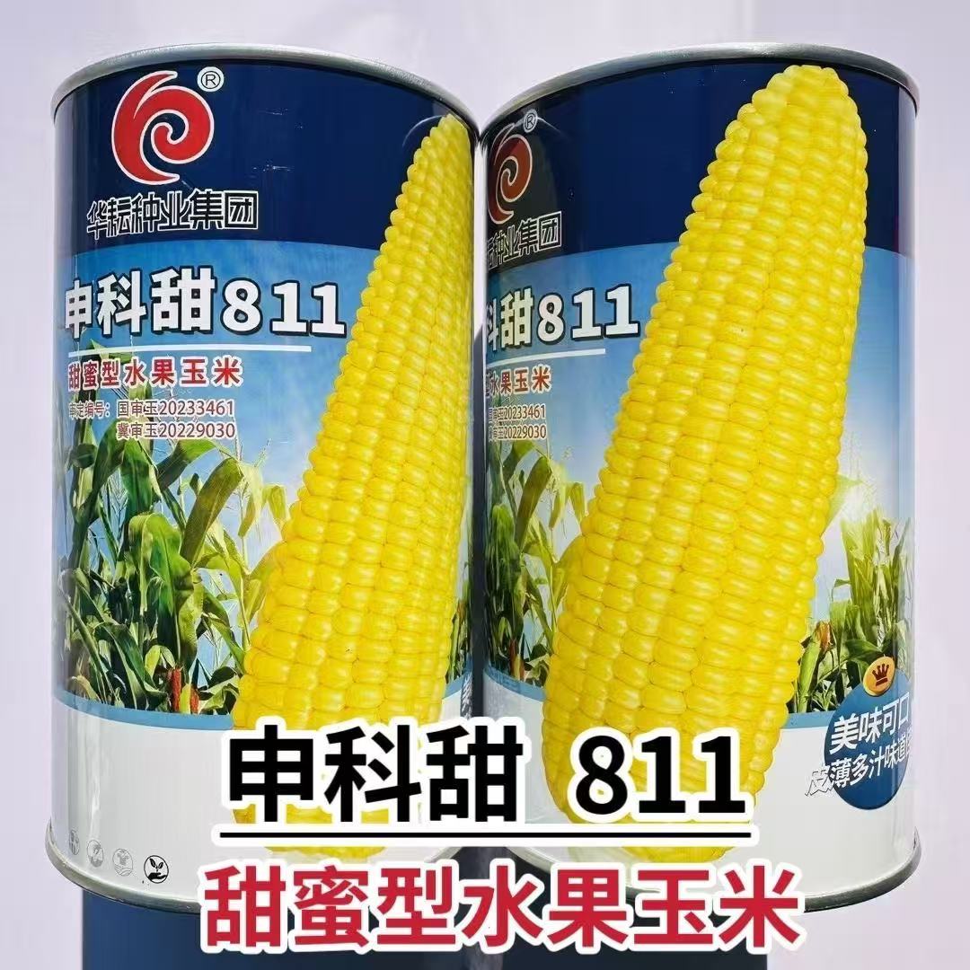 申科甜811水果玉米种子【基地直发】田园基地均可种植