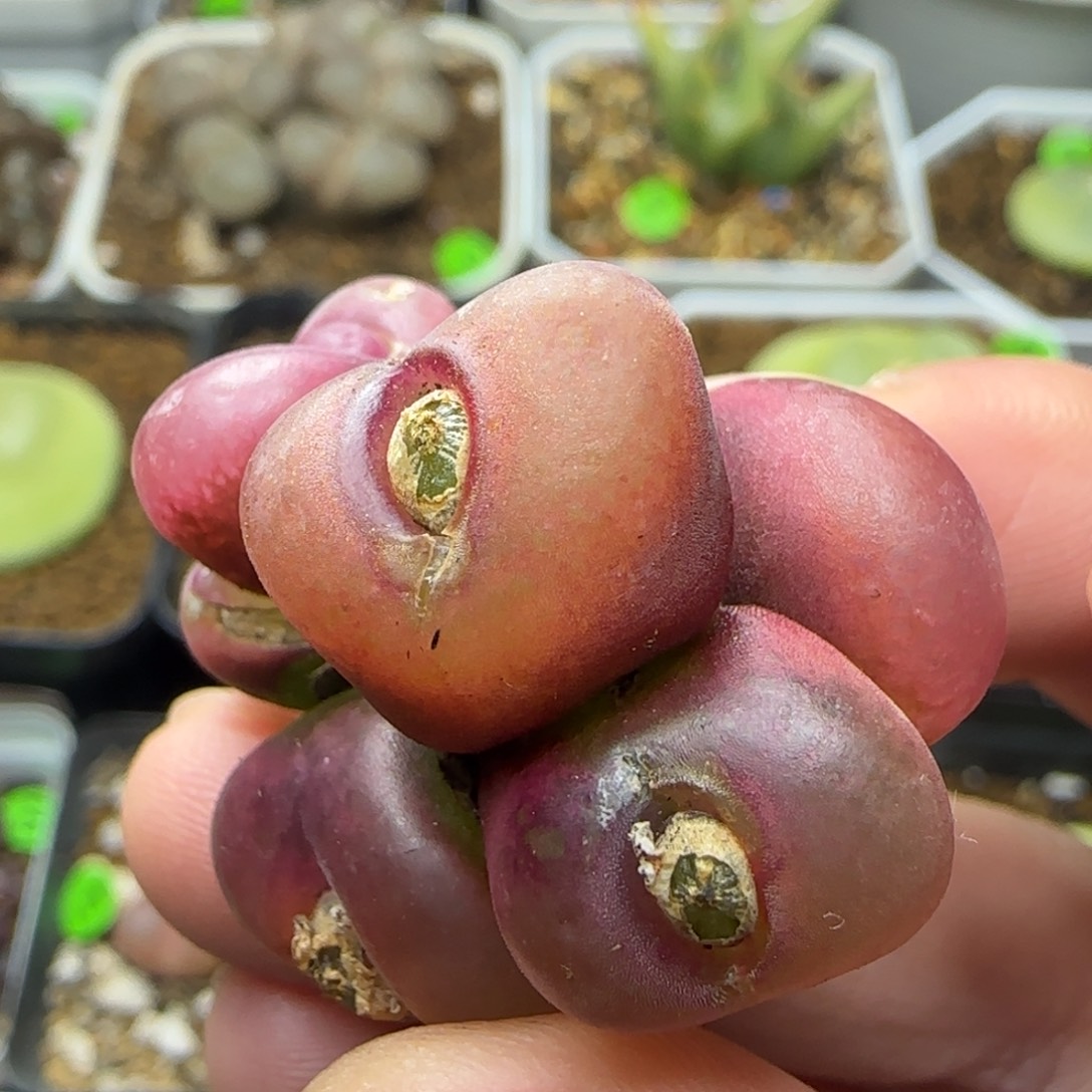 群生漂亮多肉植物152