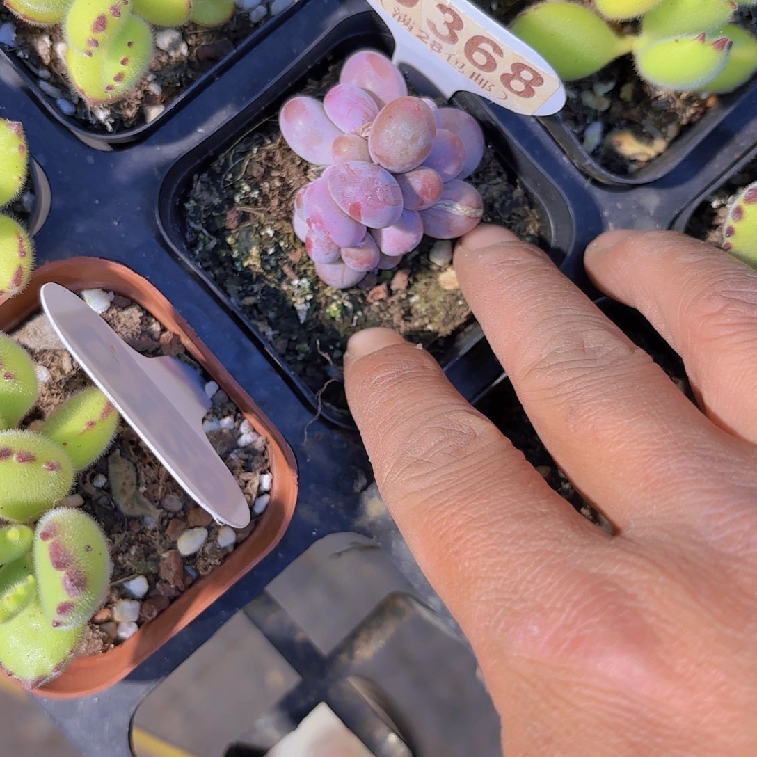 D368彩虹奶一物一拍