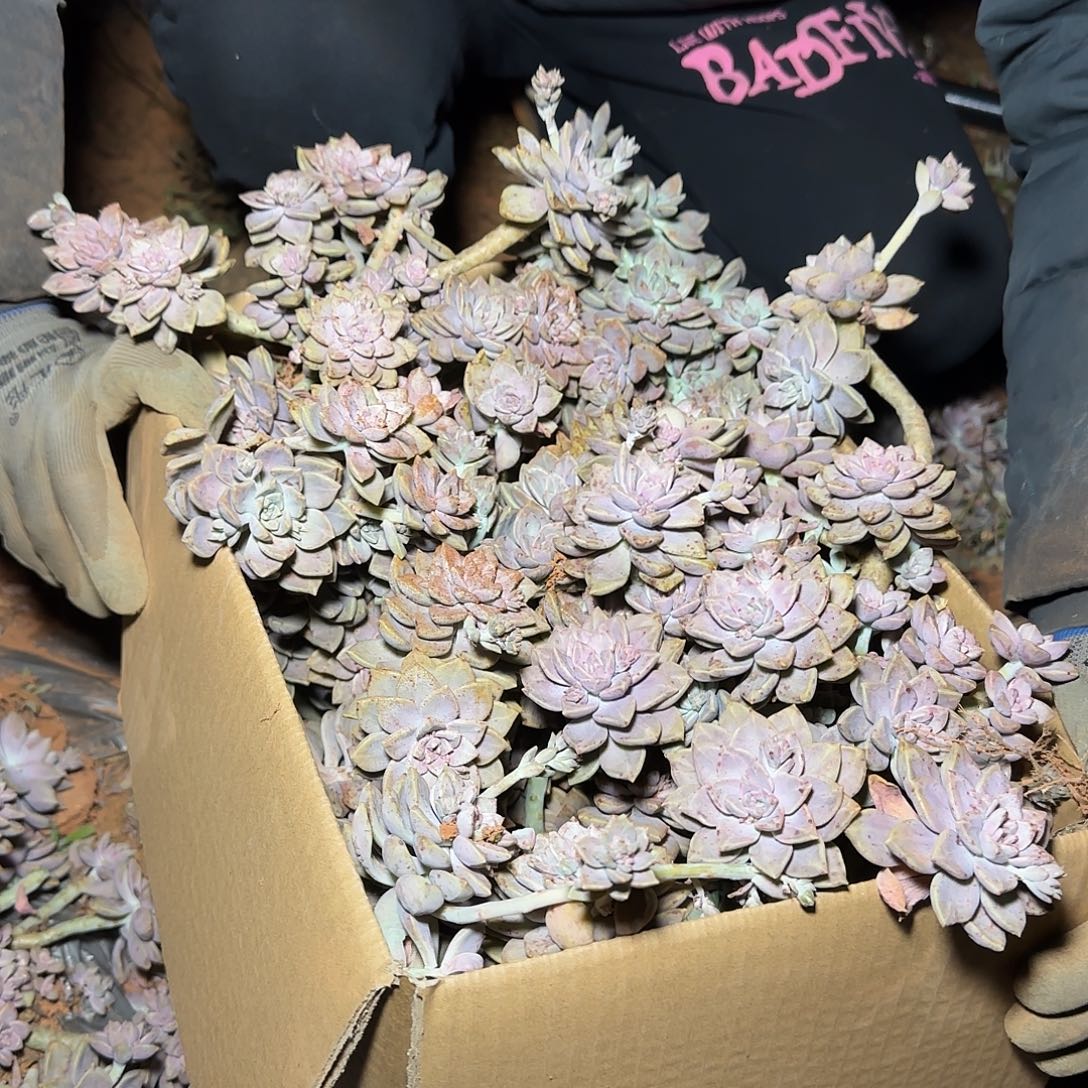 箱拍阿伦陪多肉断肢不售后看好在拍