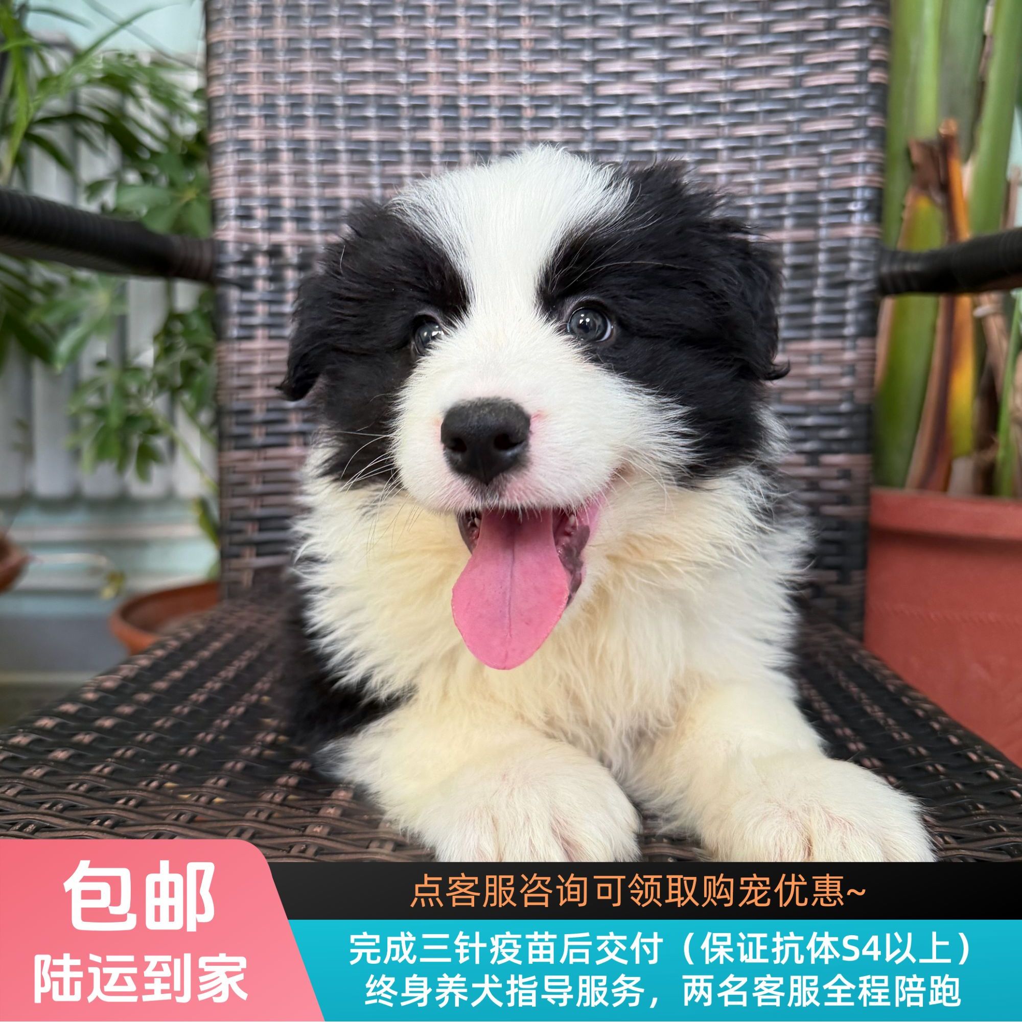  藜麦-黑白色边牧弟弟纯种小狗边境牧羊犬宠物幼犬
