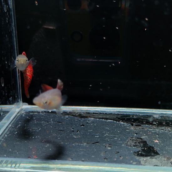 孔雀鱼金属红蕾丝一对