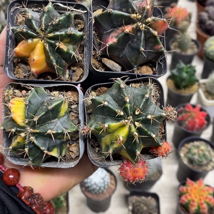 实生牡丹锦四颗特价