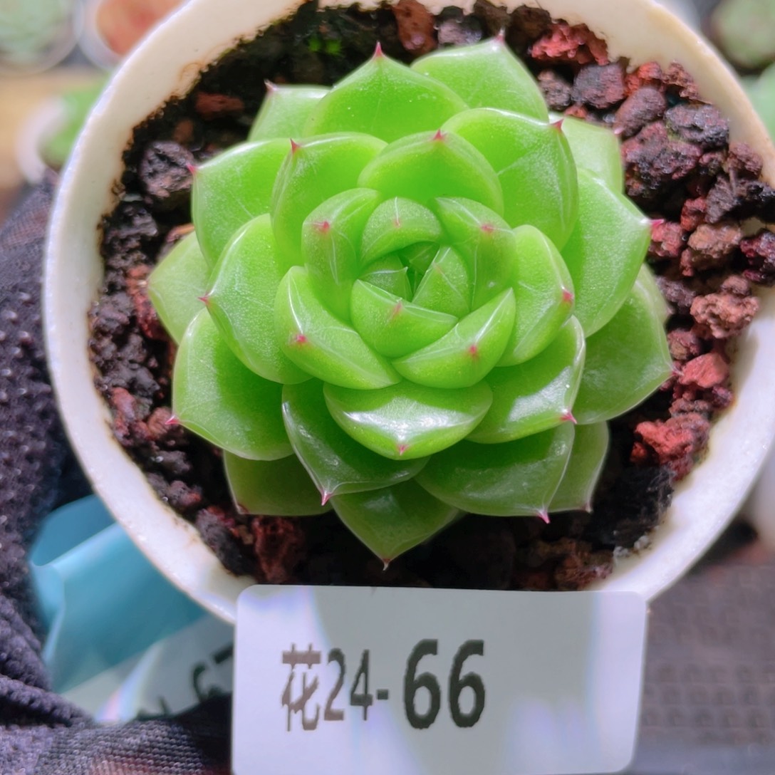 花利美24-66麦秆单头