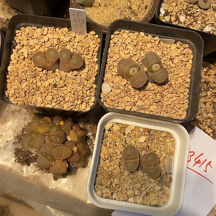 哟***猴3415。     一组。 一组。  