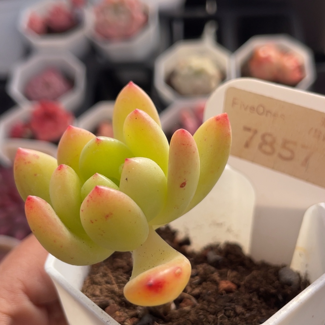 春萌7857-4.5厘米