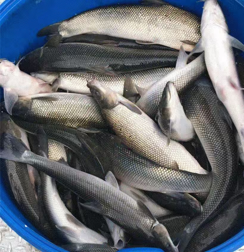 银鳕鱼 渔场发货 鲜活淡水鱼