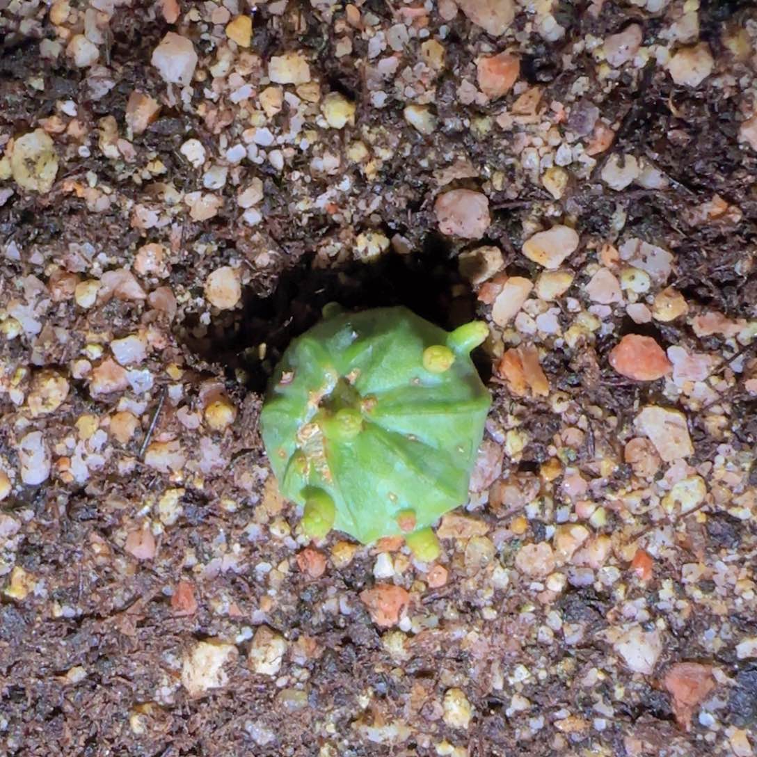 块根植物块根植物