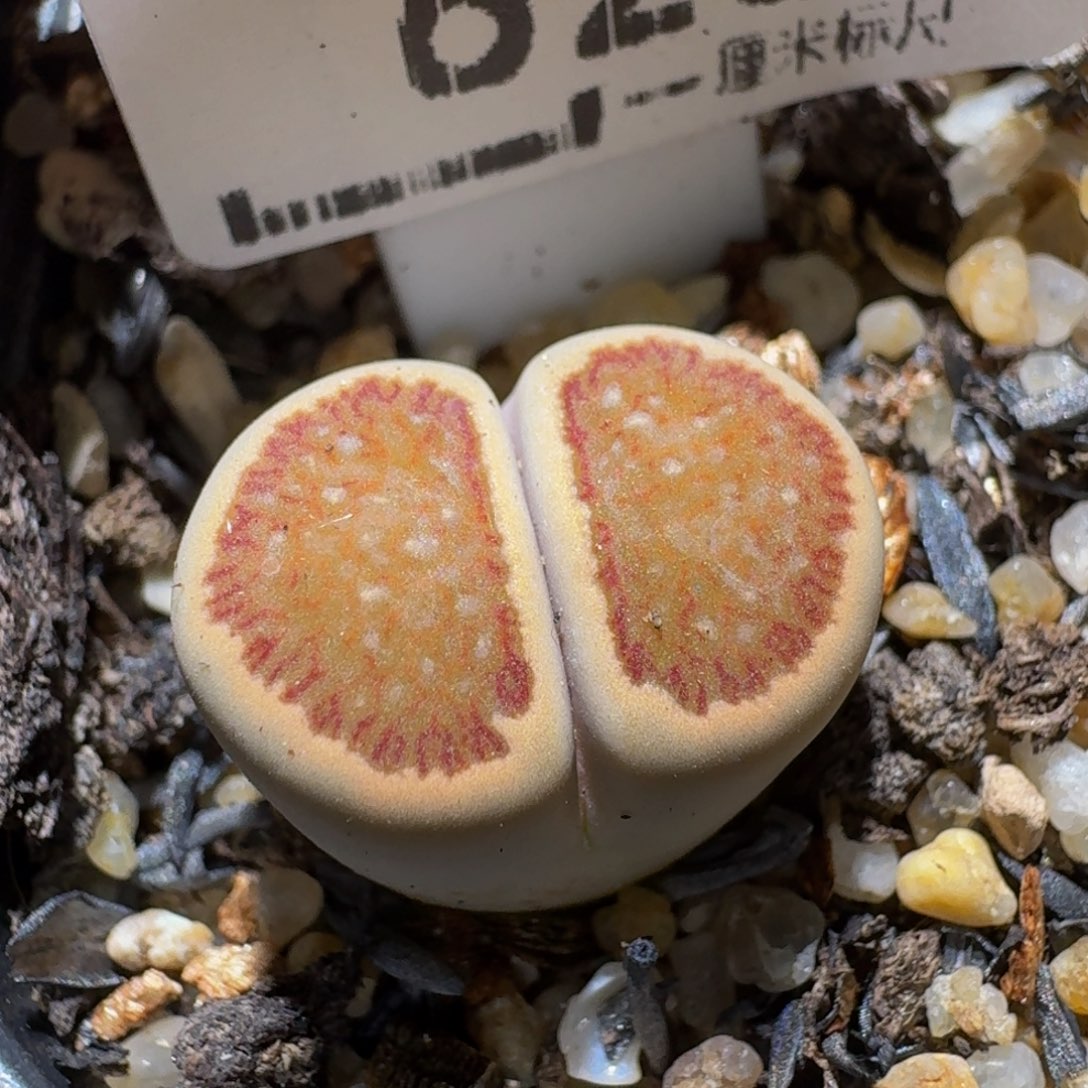 Sss捡漏价清仓了828