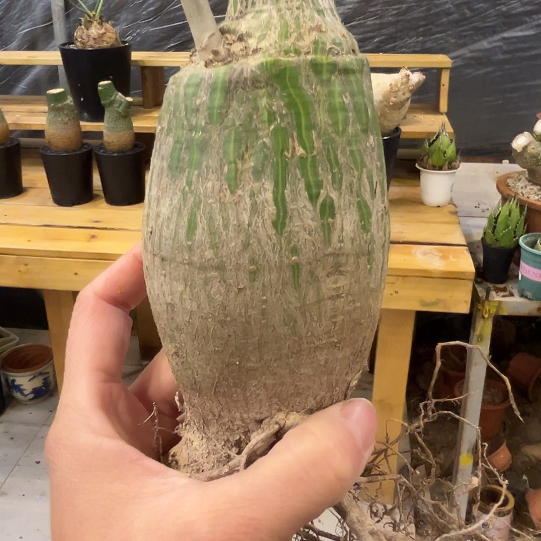 圆球龟甲木棉，潮流植物