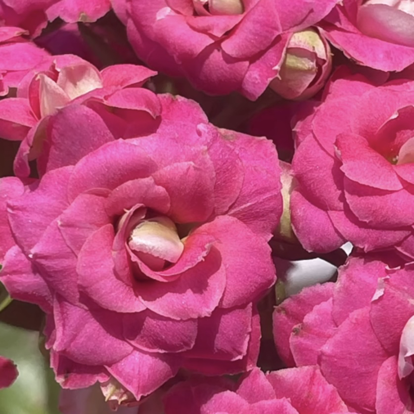 康斯特110盆玫粉色长寿花