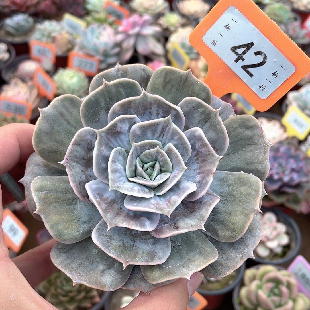 漫威凸起锦42号多肉