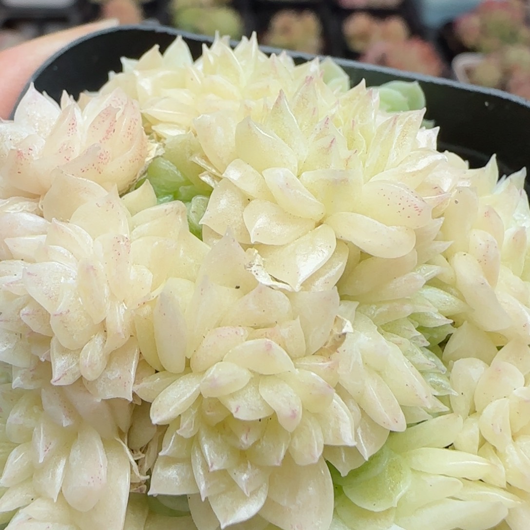 花语逸镜0116-109散