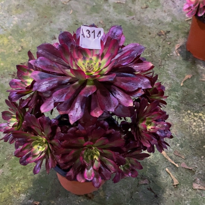 月蝉多肉植物314