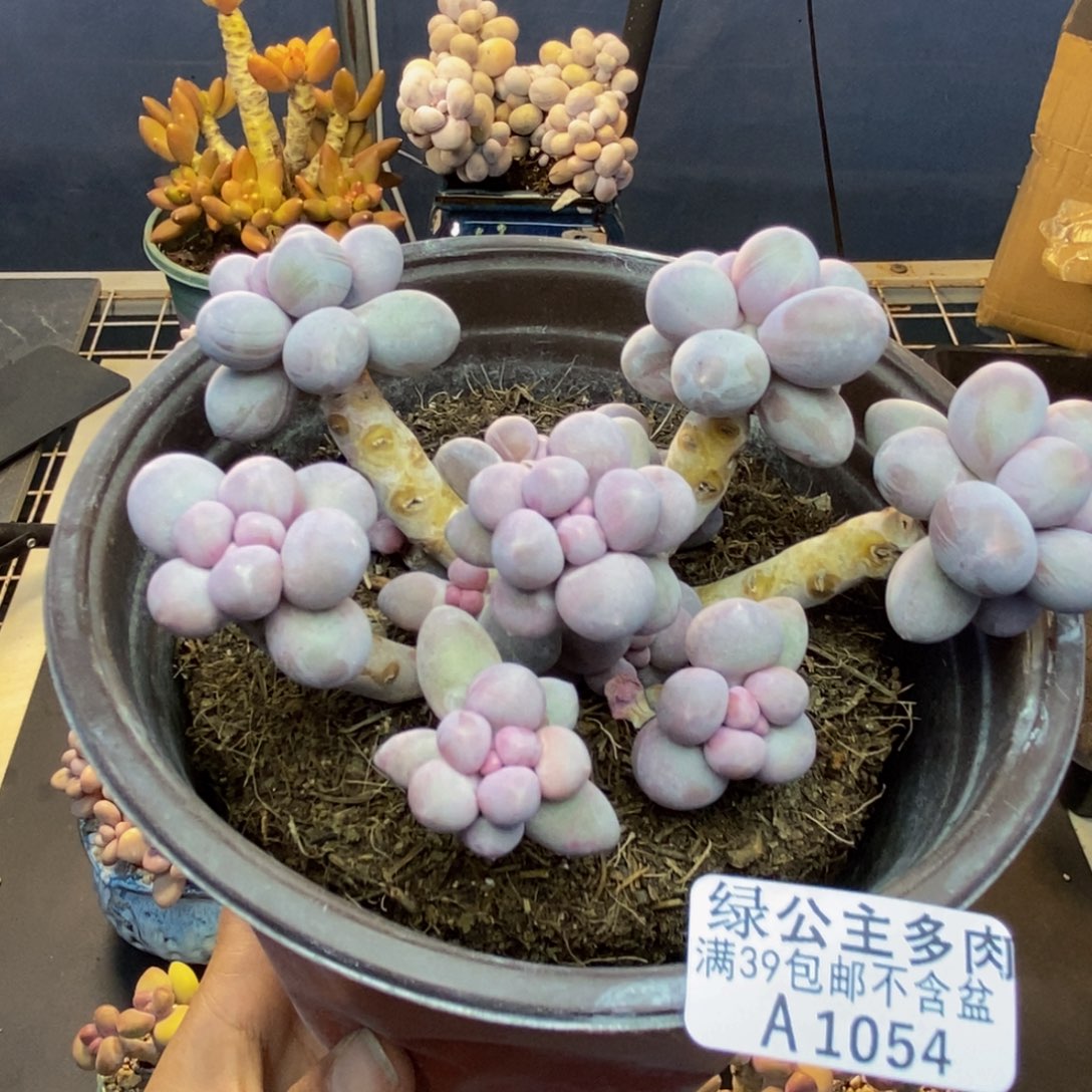 054香水手指奶多肉10cm