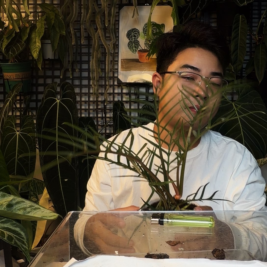 完全开放D64鱼骨蔓绿绒