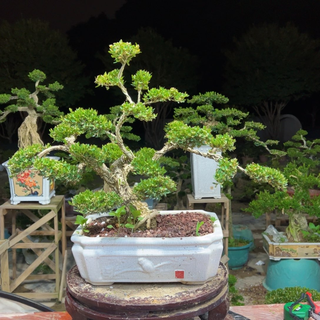 无花朵广东皱皮雀舌黄杨