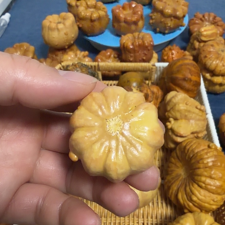维***一墨西哥七彩疙瘩葫芦瑕疵不退货