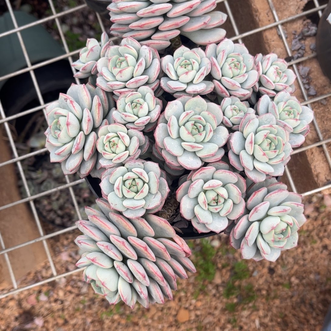 好姑娘多肉园艺，香草美人