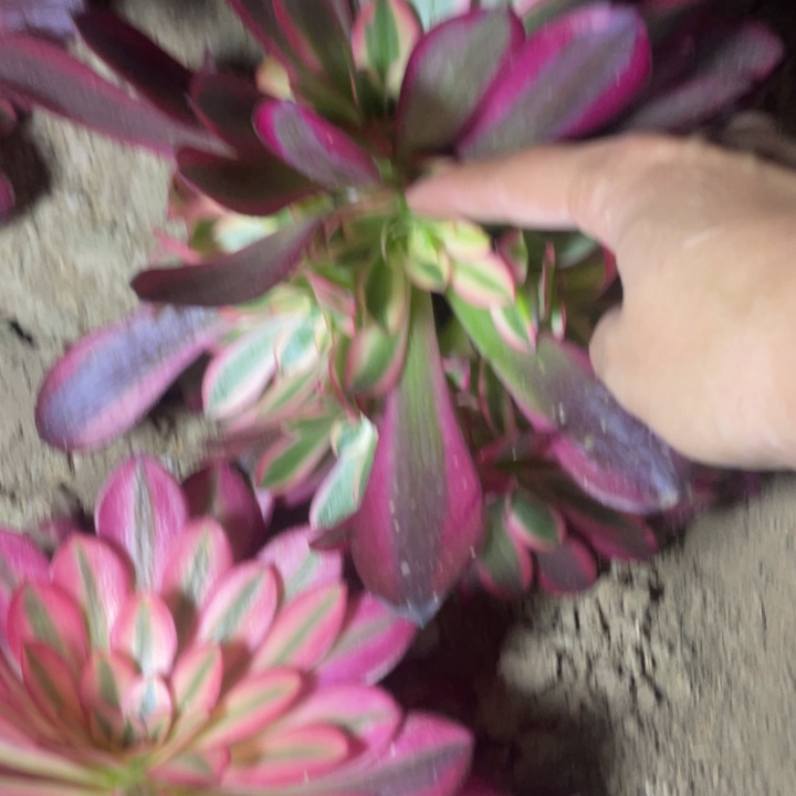 3061二号棚美杜莎C