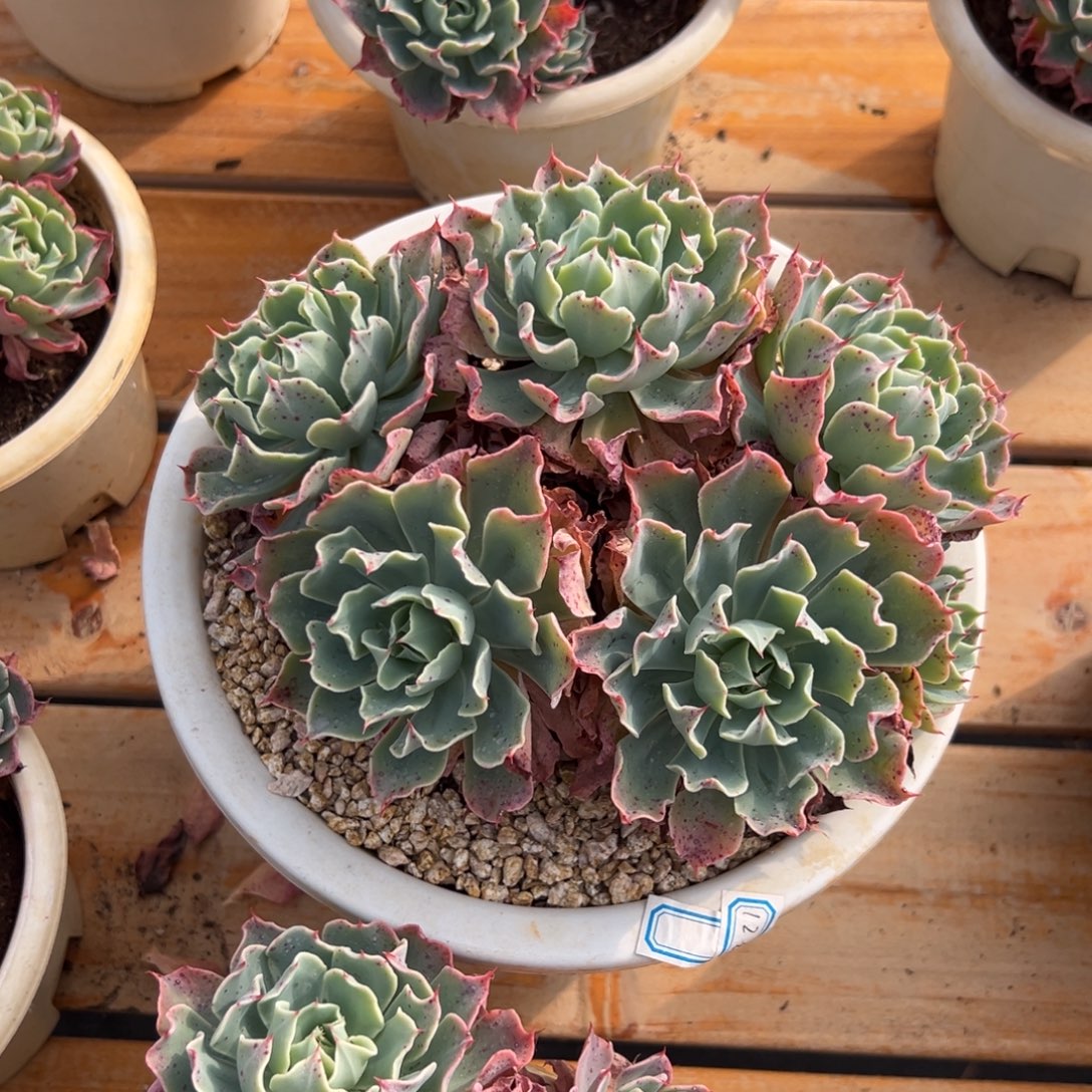 多肉老桩海啸【非偏远地区满18包邮】