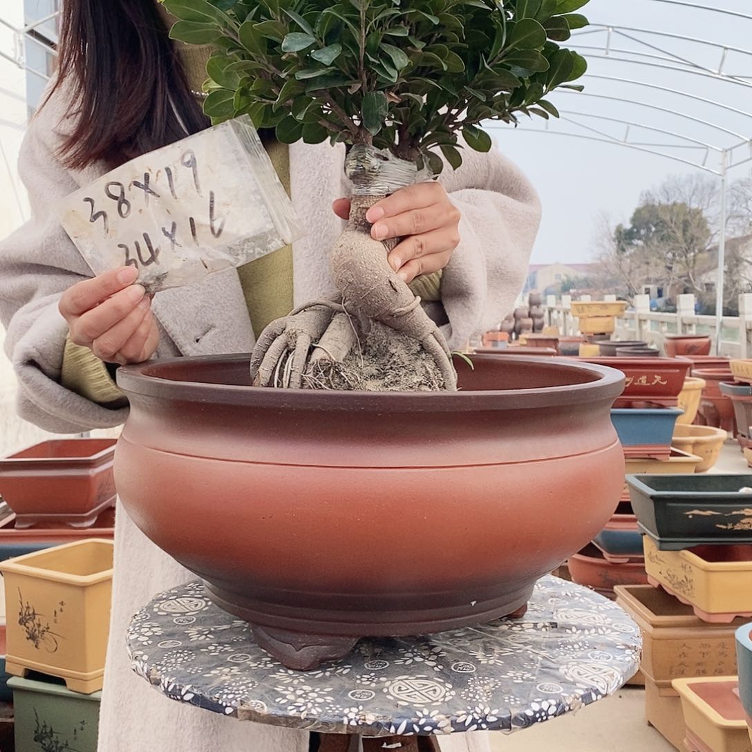 紫砂花盆紫砂花盆