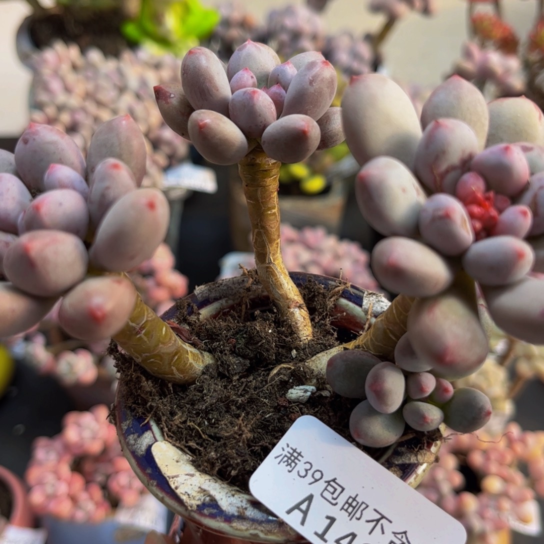 434/8cm仙子奶多肉植物